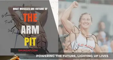 Exploring the Muscles Surrounding the Armpit: Anatomy and Function