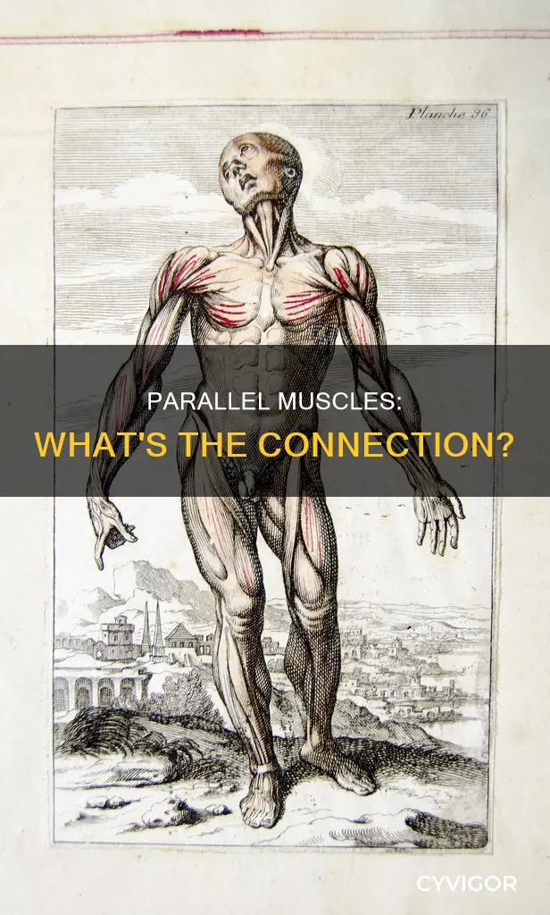 what muscles are parallel