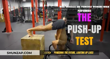 Push-Up Test Muscles: Primary Chest, Shoulders, and Core Activation