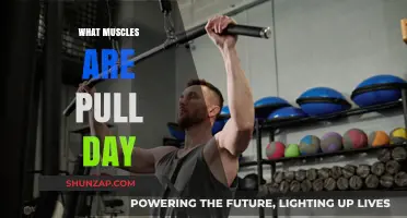 Pull Day Muscles: Targeting Back, Biceps, and Rear Shoulders