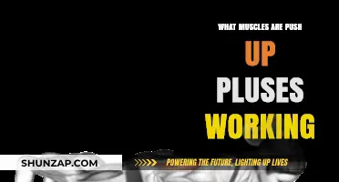 Push-Up Pluses: Targeted Muscles and Benefits Explained