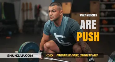 Push Workouts: Which Muscles Are Targeted?