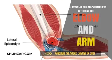 Elbow Extension Muscles: Key Players in Arm Straightening and Strength