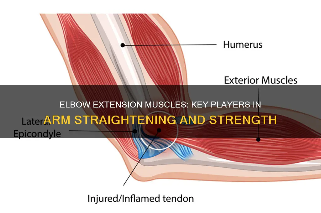 what muscles are responsible for extending the elbow and arm