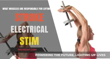 Muscles Driving Arm Lift: Electrical Stimulation Insights and Techniques