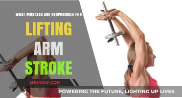 Muscles Driving Arm Lift: Unveiling the Stroke Mechanics
