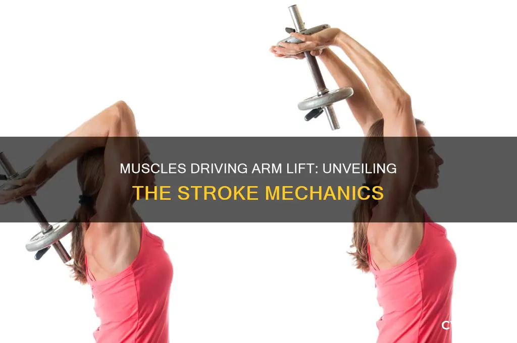 what muscles are responsible for lifting arm stroke