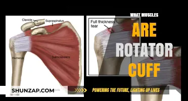 Rotator Cuff Muscles: Understanding the Shoulder's Power Players
