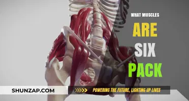 Unveiling the Muscles Behind Six-Pack Abs