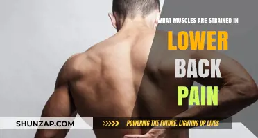 Understanding Lower Back Pain: Key Muscles Strained and Their Impact