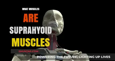 Suprahyoid Muscles: Understanding Your Neck and Jaw Muscles