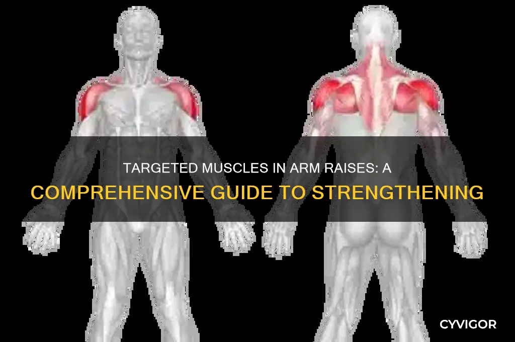 what muscles are targeted in arm raises