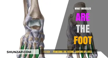 Foot Muscles: Their Functions and Anatomy Explained