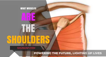 Shoulder Muscles: Understanding the Anatomy of Your Shoulders