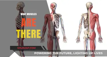 Explore the Body's Muscular System