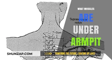 Armpit Anatomy: What Muscles Are Hiding Under There?