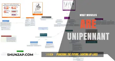 Unipennate Muscles: Understanding Their Unique Structure and Function