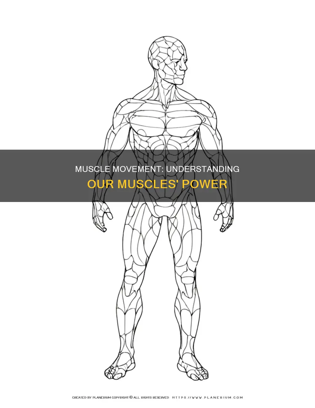 what muscles are us