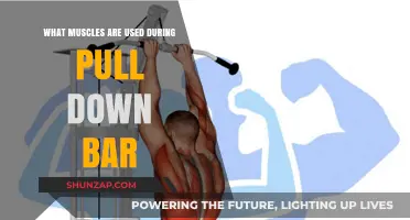 Muscles Engaged in Pull-Down Bar Exercises: A Comprehensive Guide