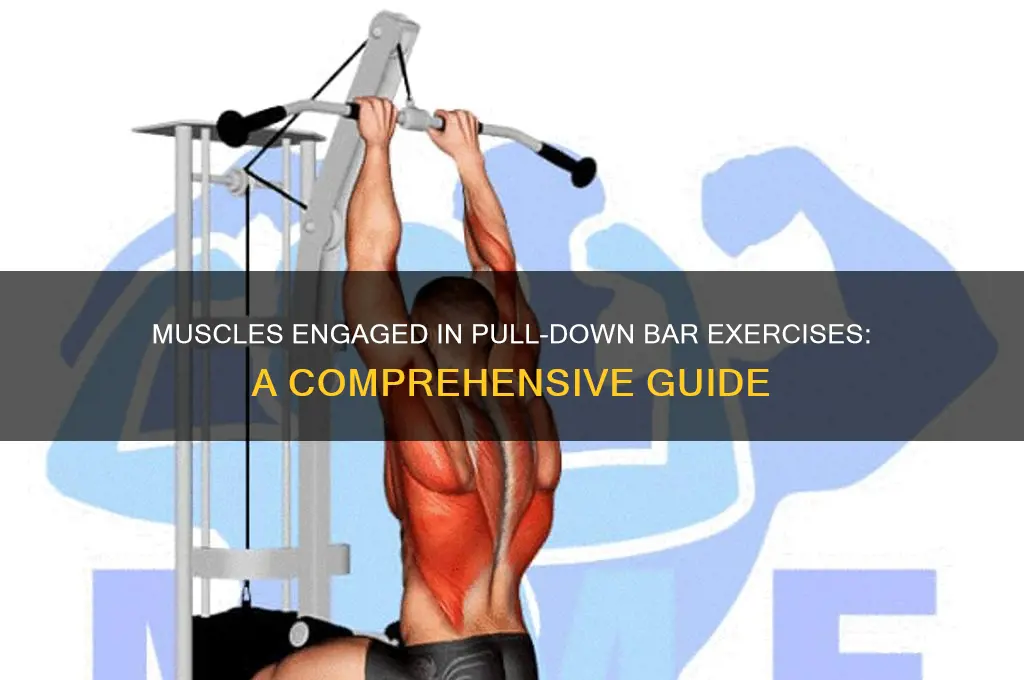 what muscles are used during pull down bar