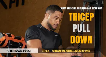 Bicep and Tricep Pull Down: Muscles Worked and Benefits