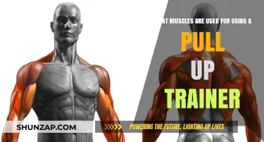 Muscles Engaged: How a Pull-Up Trainer Strengthens Your Upper Body