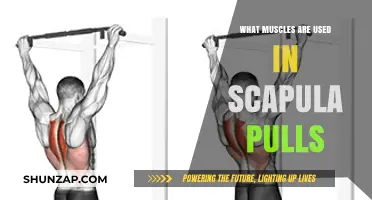 Scapula Pulls: Key Muscles Engaged in This Effective Exercise