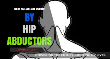 Hip Abductors: Key Muscles Targeted and Their Benefits Explained