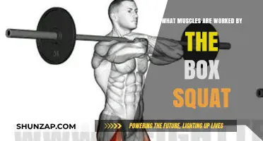 Box Squat Muscles: Targeted Lower Body and Core Activation Explained