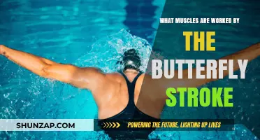 Butterfly Stroke Muscles: A Comprehensive Guide to Targeted Engagement
