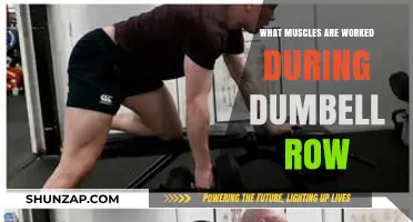 Dumbbell Row Muscles: Targeted Back, Arm, and Core Engagement Explained