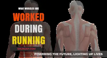 Running's Muscle Power: Unveiling the Key Muscles in Motion