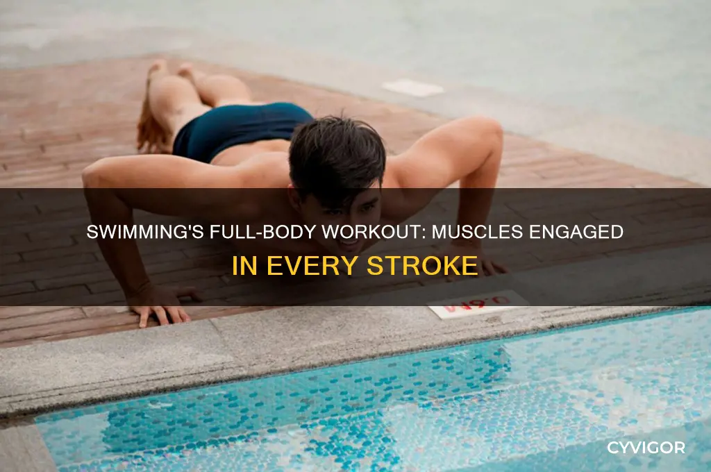 what muscles are worked during swimming
