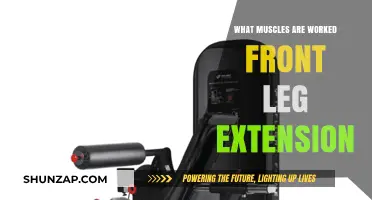 Front Leg Extension Muscles: Targeted Workout for Stronger Lower Body
