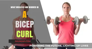 Bicep Curl Muscles: Targeted Workout for Stronger Arms Explained