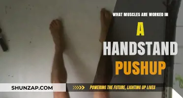 Handstand Pushup Muscles: Unlocking Upper Body Strength and Core Power