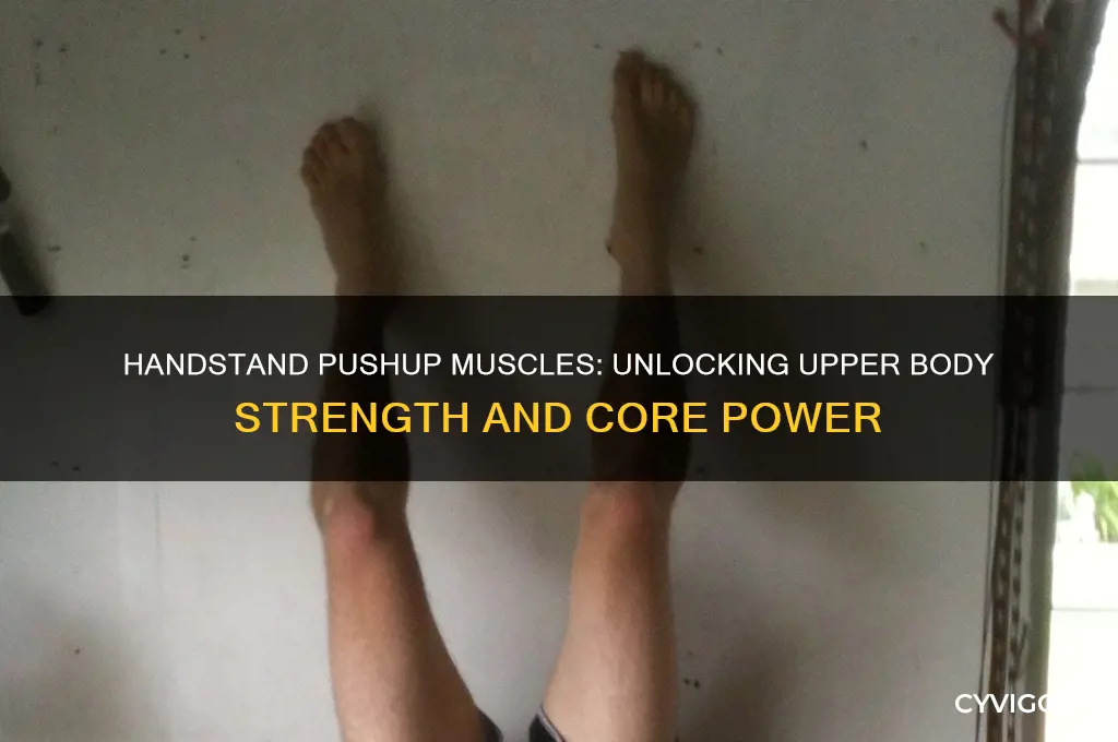 what muscles are worked in a handstand pushup
