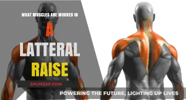 Lateral Raise Muscles: Targeted Shoulders, Arms, and Upper Body Workout