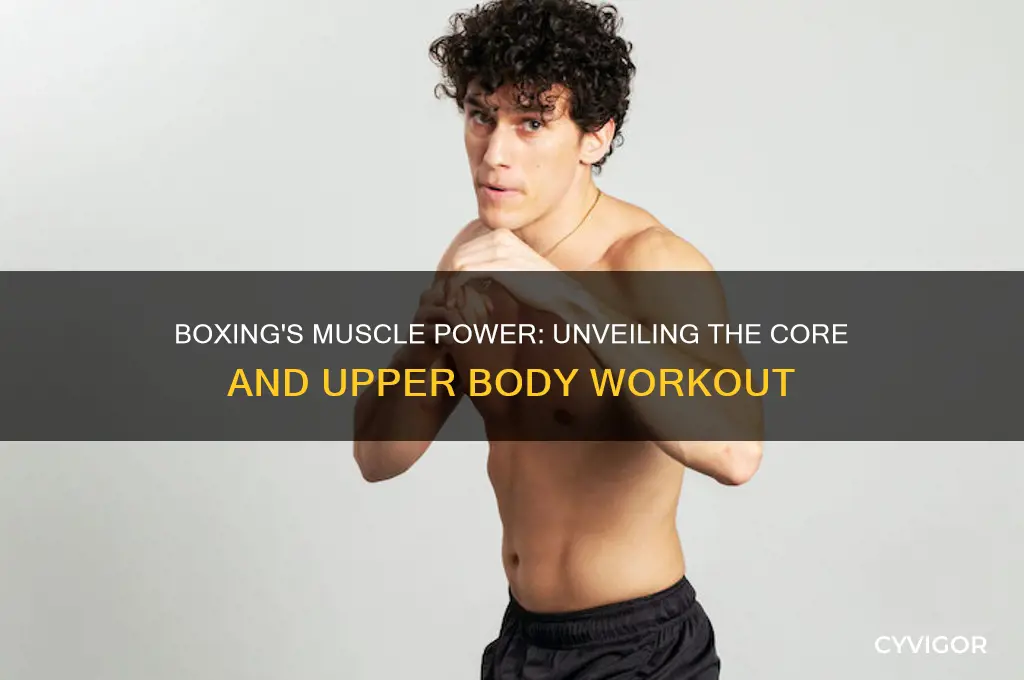 what muscles are worked in boxing
