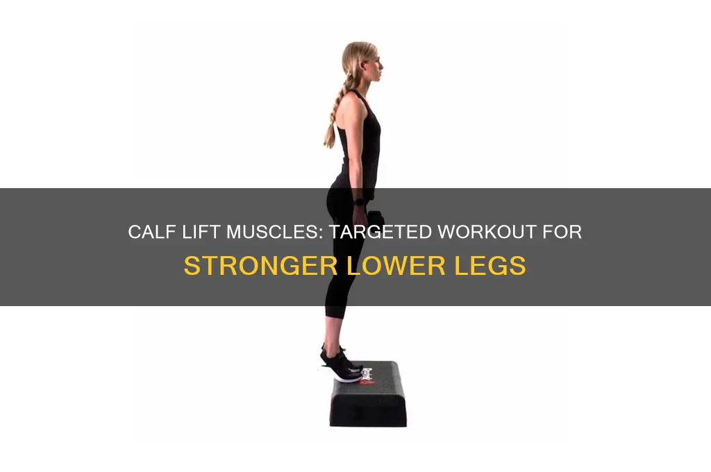 what muscles are worked in calf lift