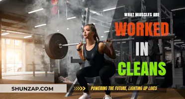 Muscles Targeted in Cleans: A Comprehensive Breakdown of Engagement