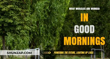 Good Mornings: Targeting Hamstrings, Glutes, and Lower Back Muscles