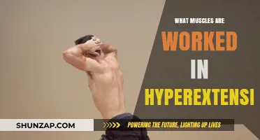 Hyperextension Muscles: Targeted Back, Core, and Glute Activation Explained