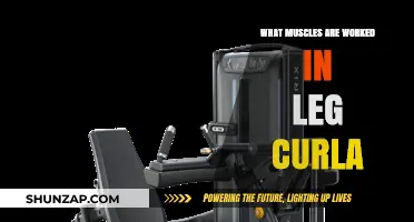Leg Curls: Targeted Muscles and Benefits for Stronger Hamstrings
