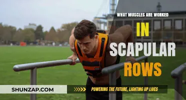 Scapular Rows: Targeted Muscles for Upper Back Strength and Stability