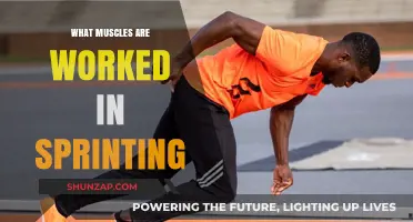 Sprinting Muscles: Unlocking the Power Behind Explosive Speed