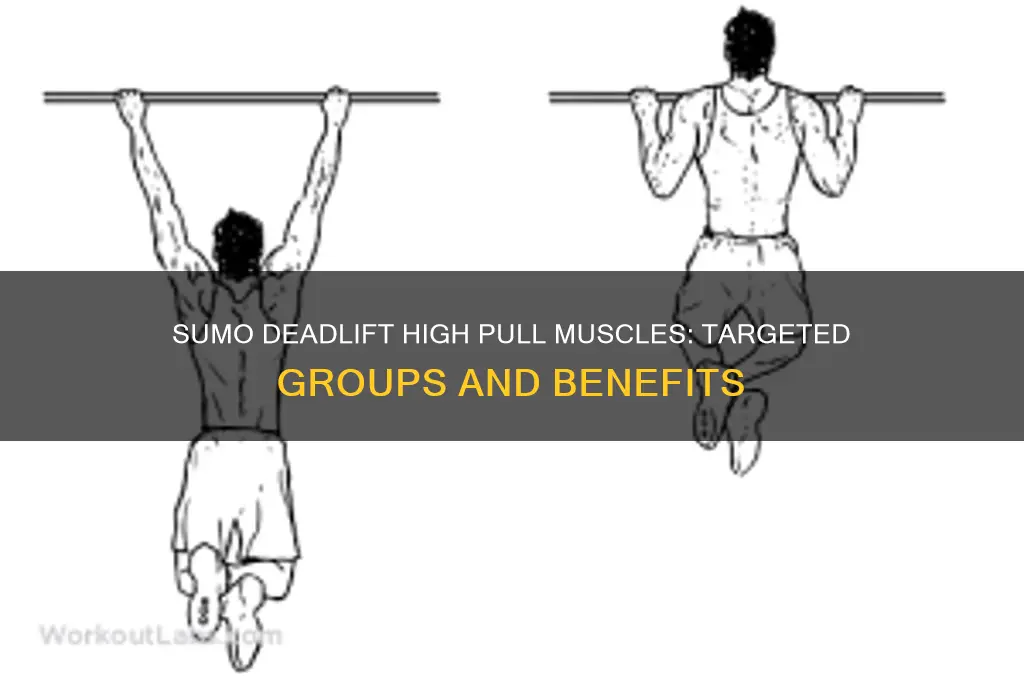 what muscles are worked in sumo deadlift high pulls