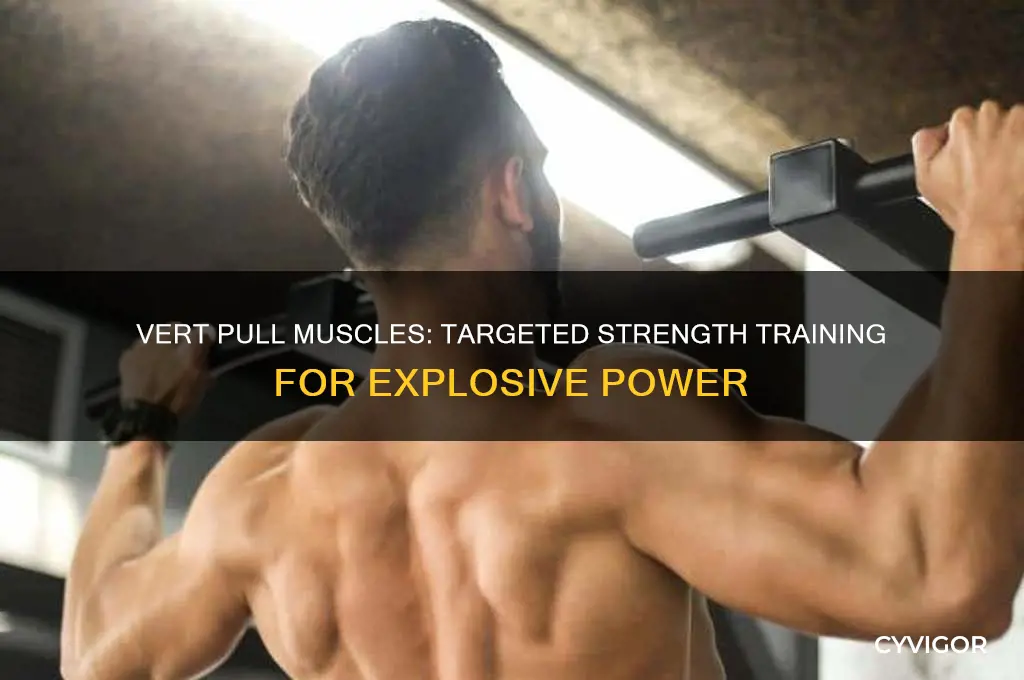 what muscles are worked in vert pull