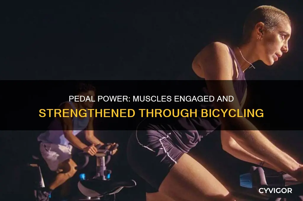 what muscles are worked out bicycling