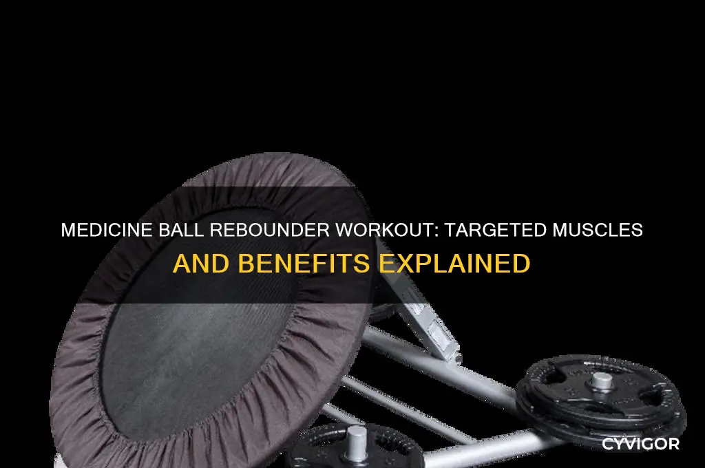 what muscles are worked out on a medicine ball rebounder